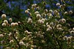 Acacia sieberiana var. woodii