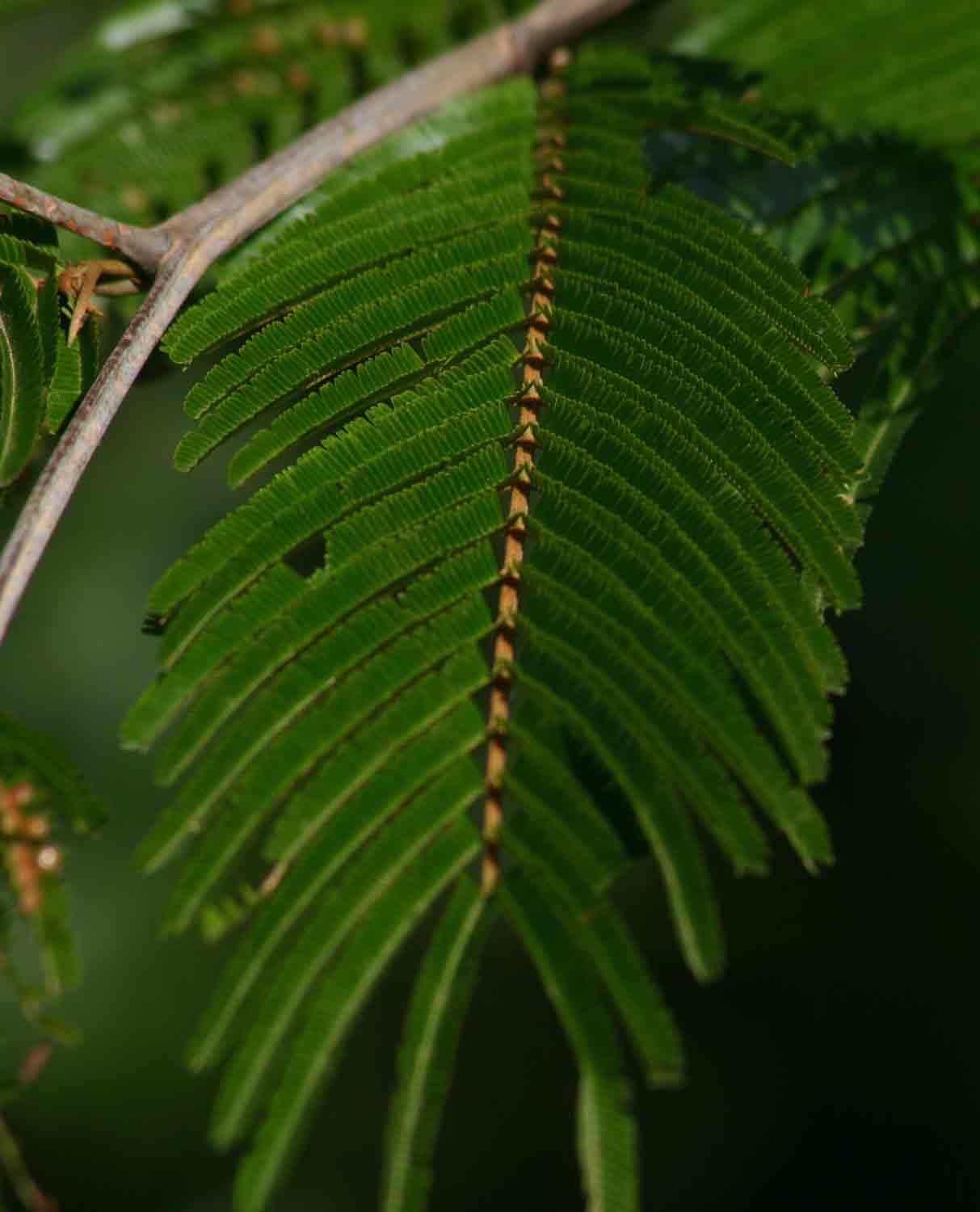 Newtonia buchananii