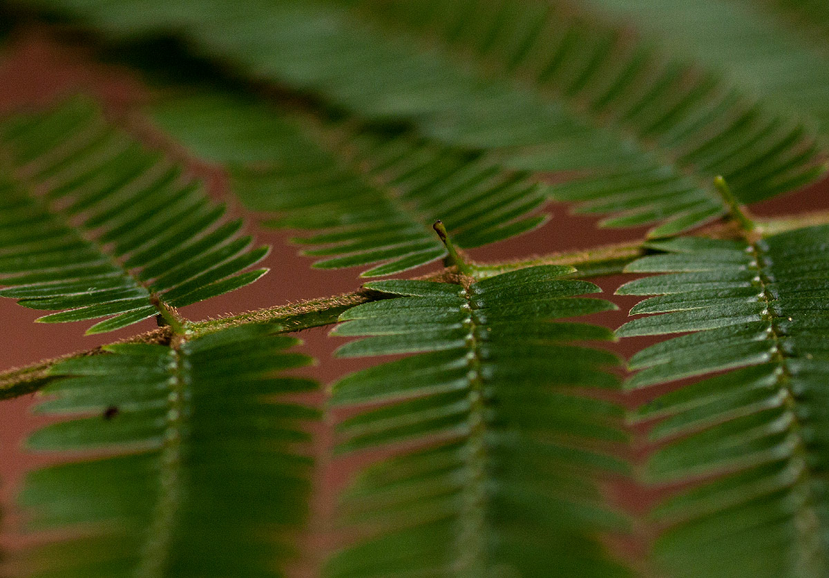 Newtonia buchananii