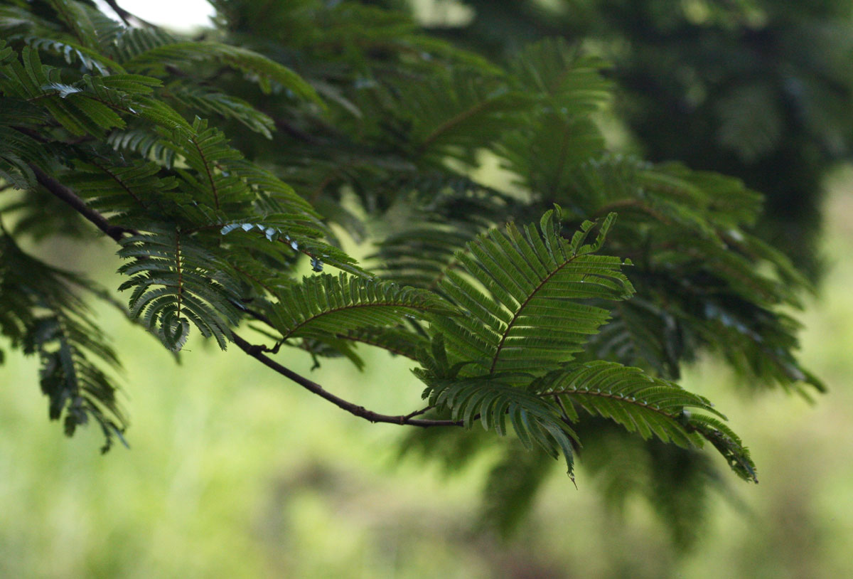 Newtonia buchananii