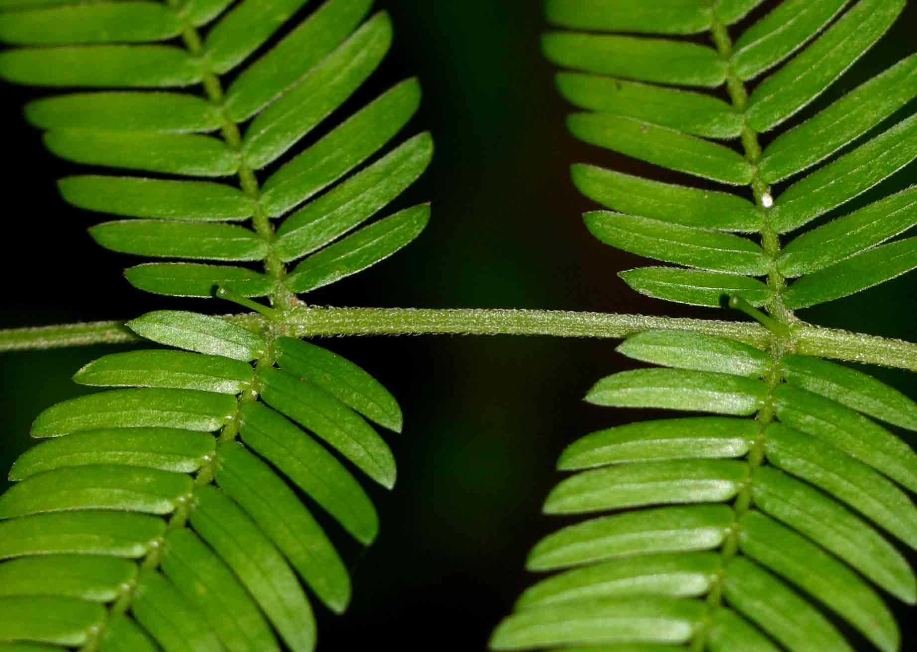 Newtonia buchananii