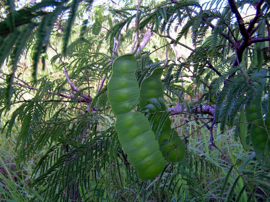 Entada abyssinica