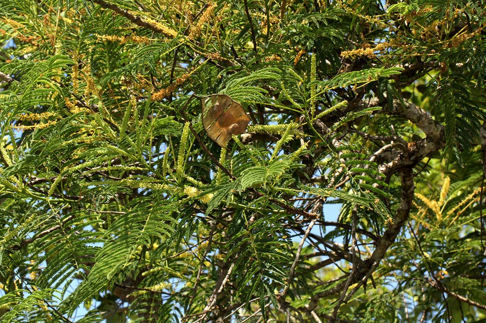 Entada abyssinica