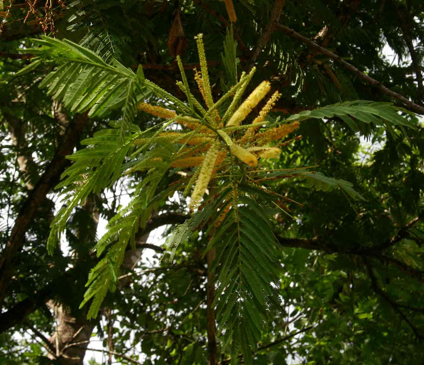 Entada abyssinica