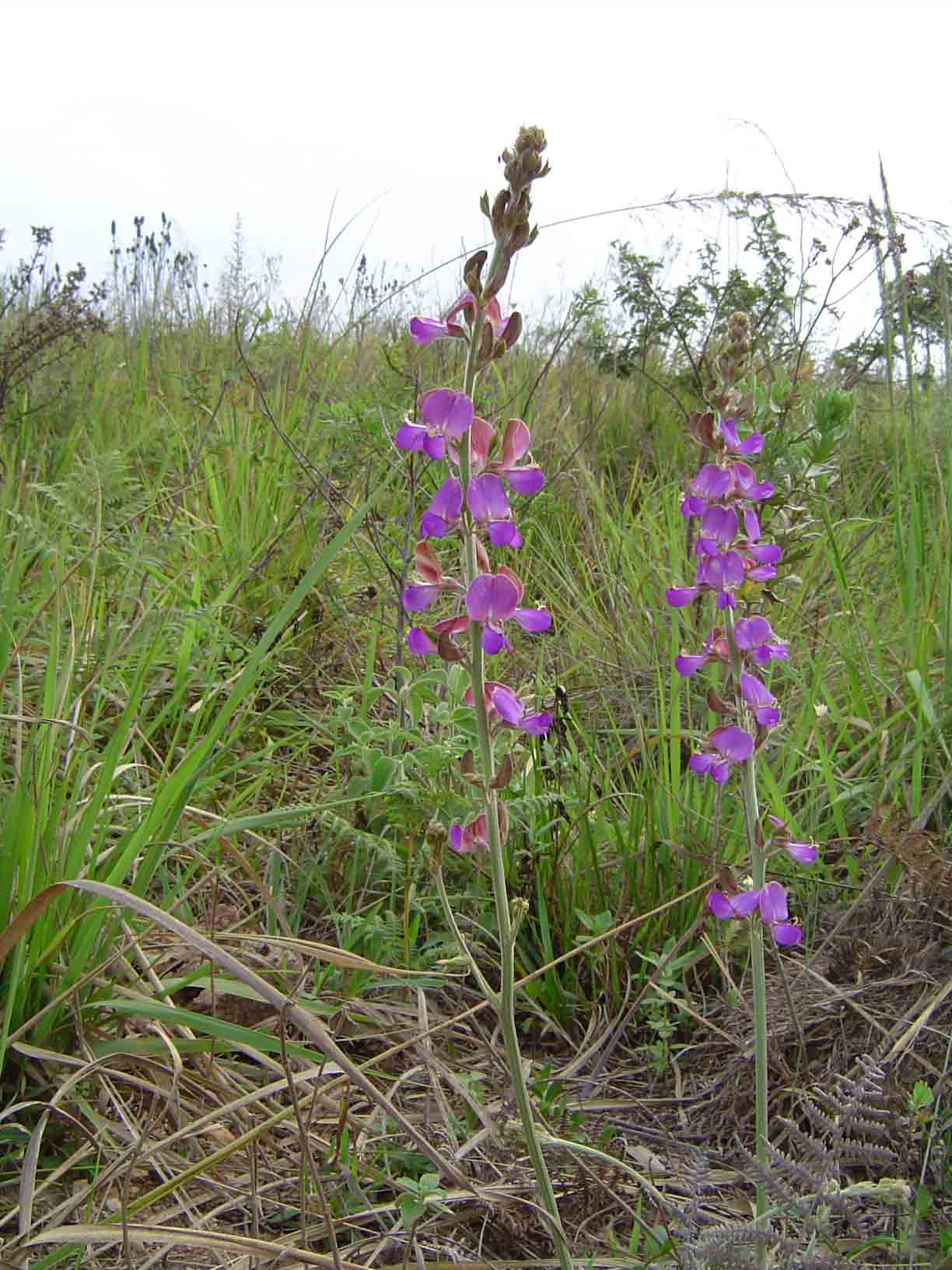 Dolichos kilimandscharicus subsp. kilimandscharicus