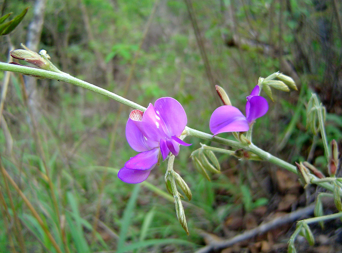 Dolichos kilimandscharicus subsp. kilimandscharicus