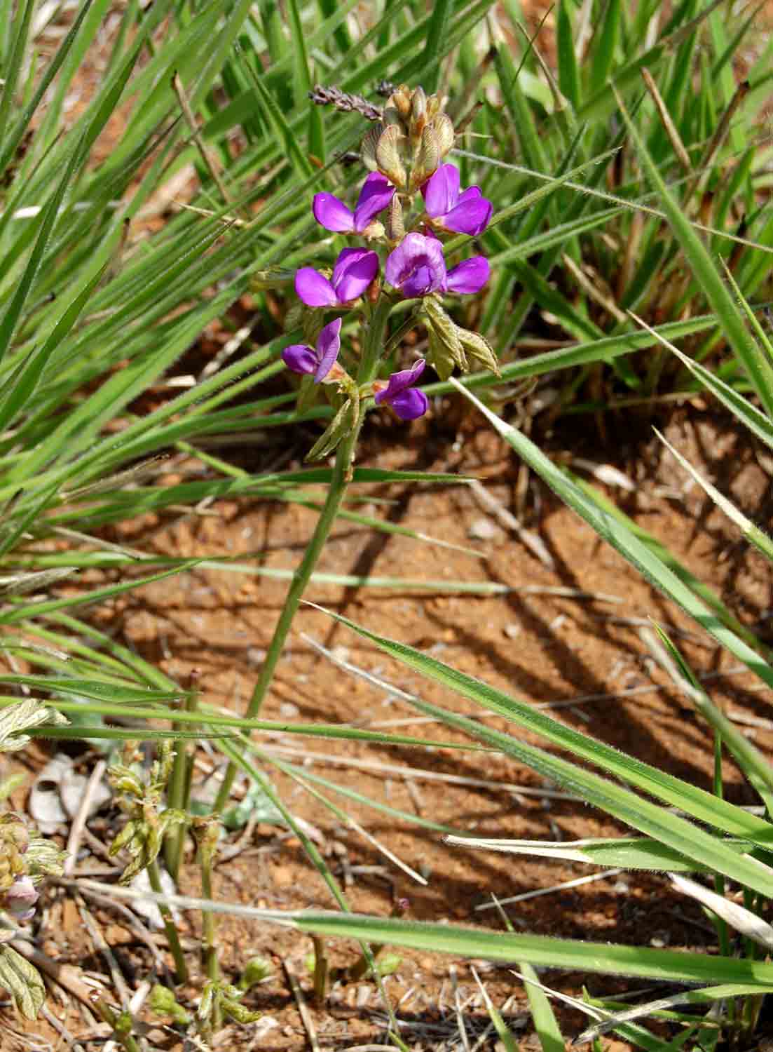 Dolichos kilimandscharicus subsp. kilimandscharicus