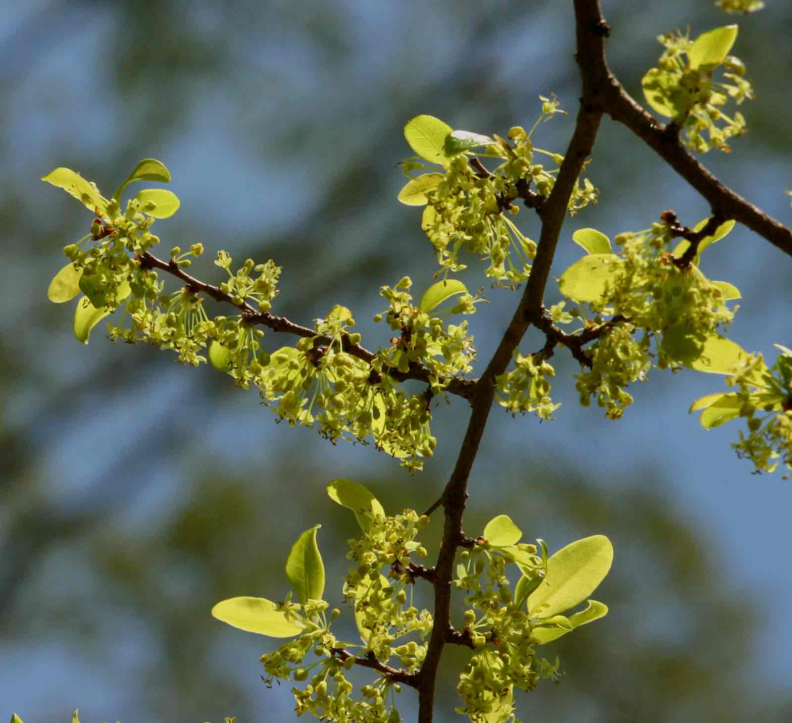 Margaritaria discoidea var. nitida