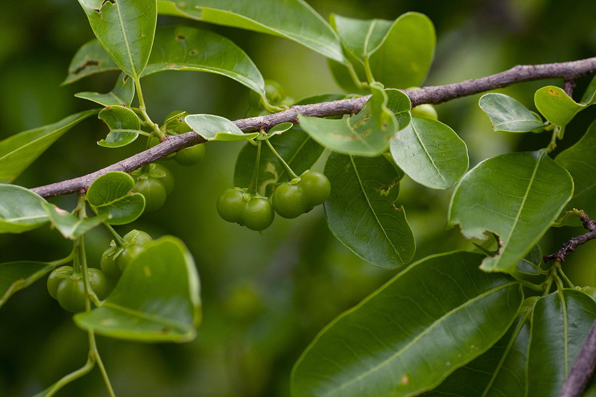 Margaritaria discoidea var. nitida