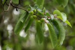 Margaritaria discoidea var. nitida