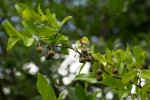 Margaritaria discoidea var. nitida