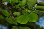 Margaritaria discoidea var. nitida