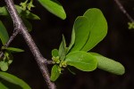 Margaritaria discoidea var. nitida