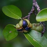 Margaritaria discoidea var. nitida