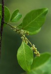 Hymenocardia ulmoides