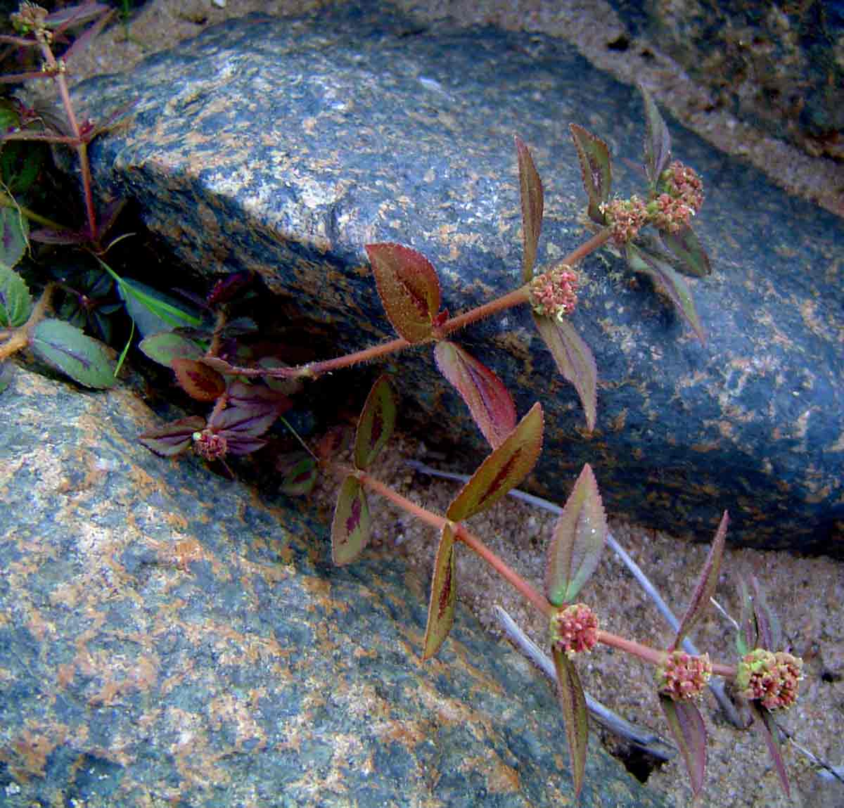 Euphorbia hirta