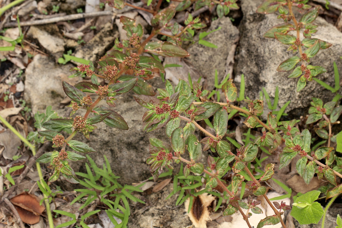 Euphorbia hirta