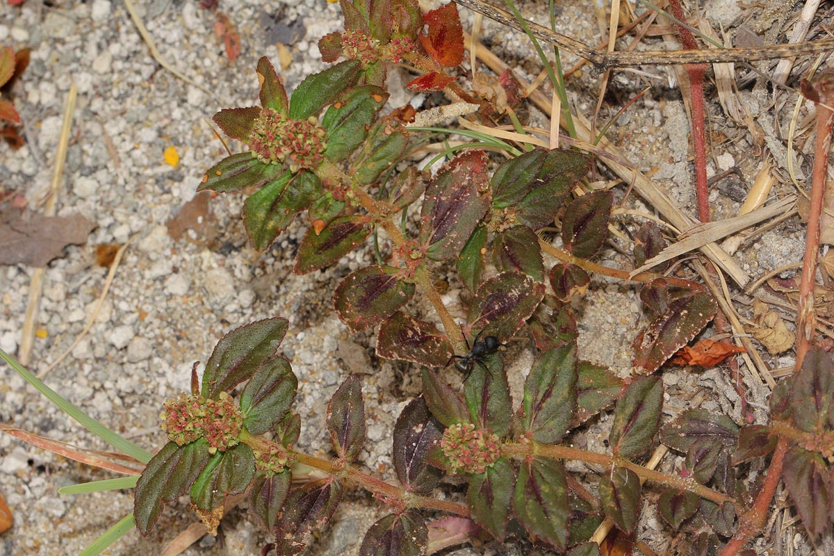 Euphorbia hirta