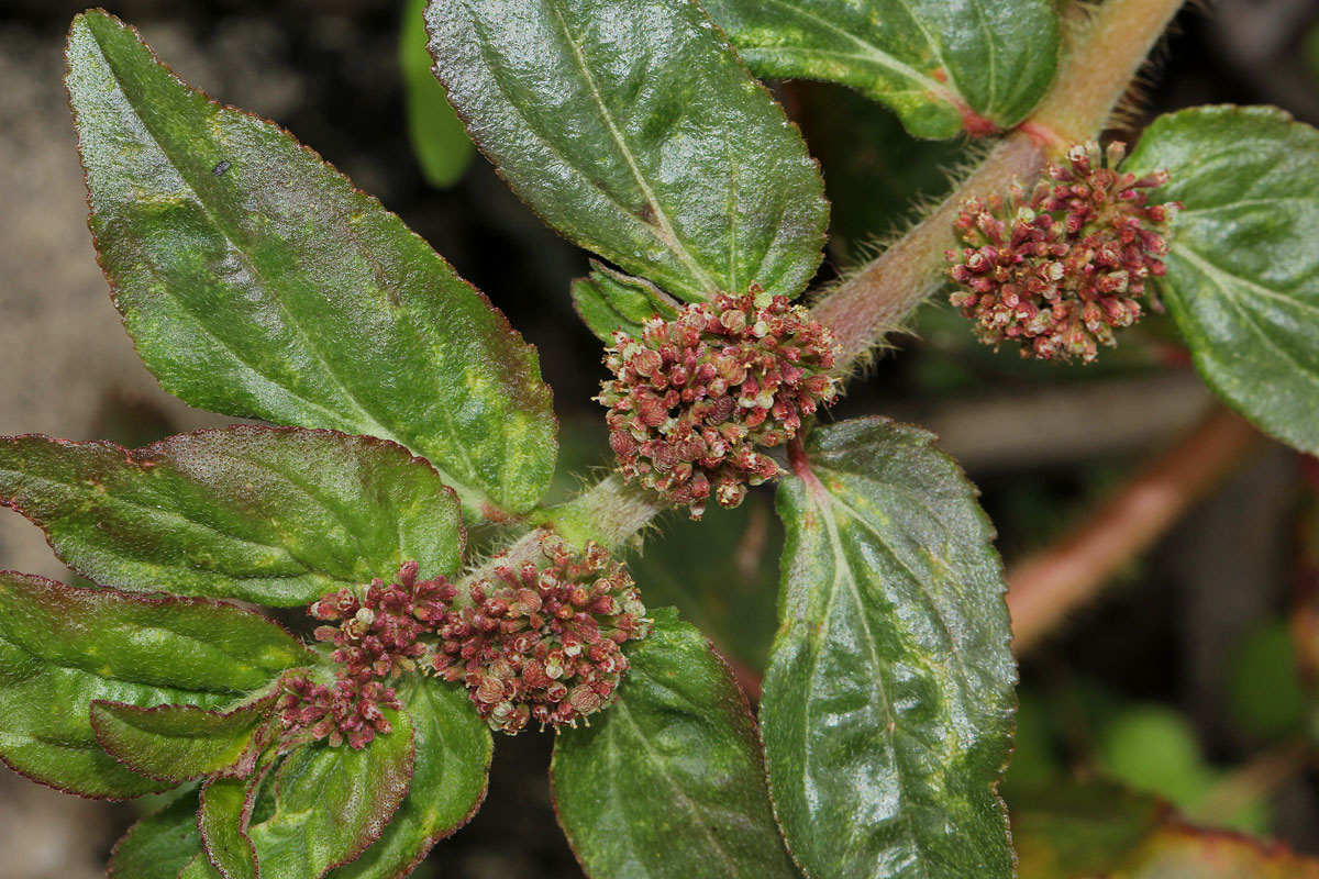 Euphorbia hirta