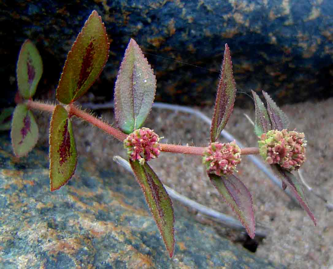 Euphorbia hirta