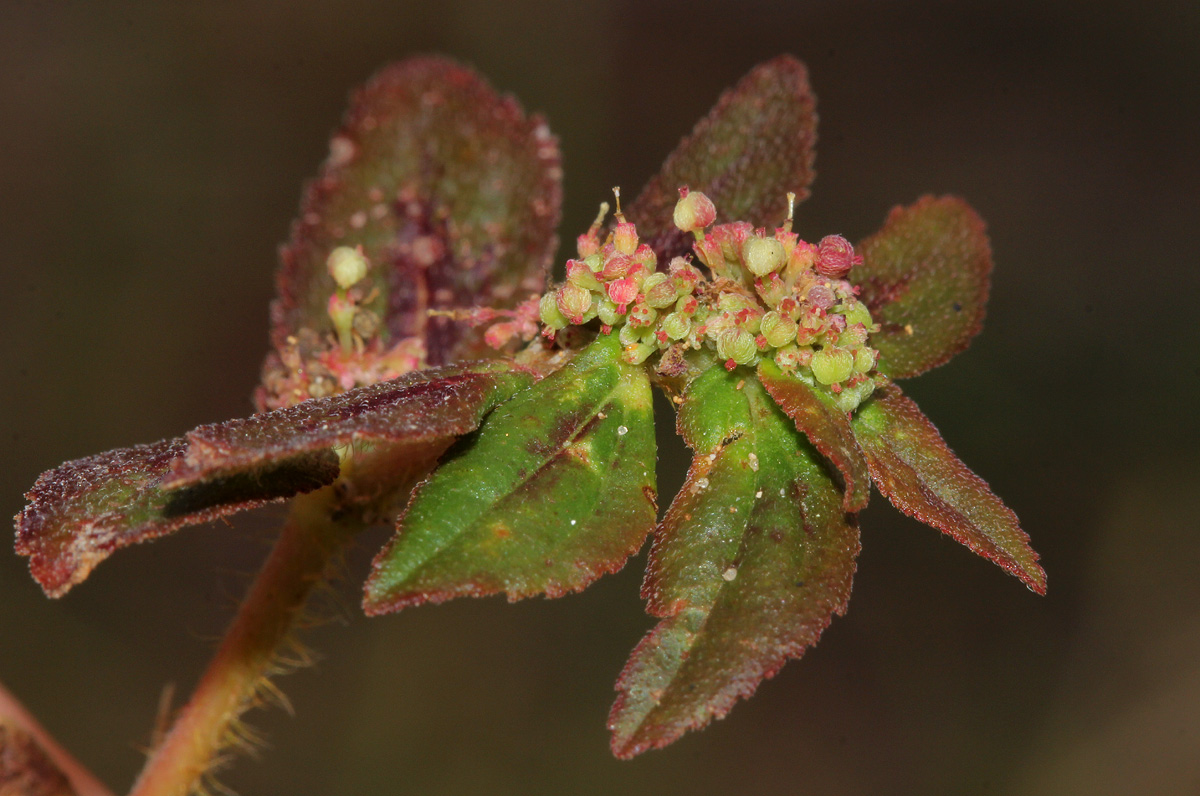 Euphorbia hirta