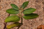 Euphorbia hirta