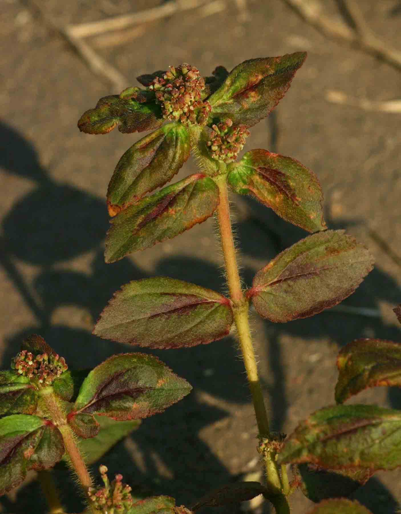 Euphorbia hirta