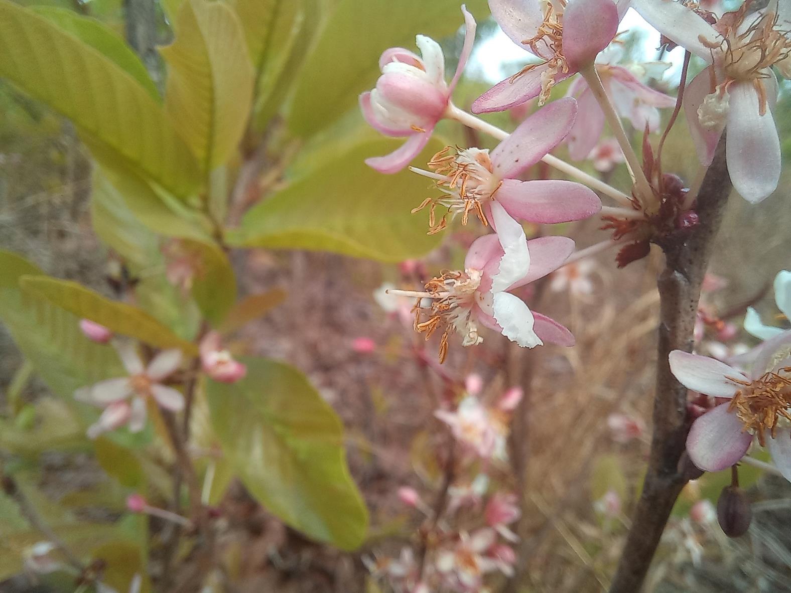 Ochna arenaria Ochna arenaria