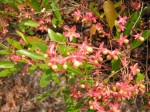 Ochna arenaria