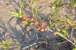 Ochna arenaria