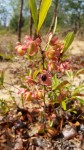 Ochna arenaria