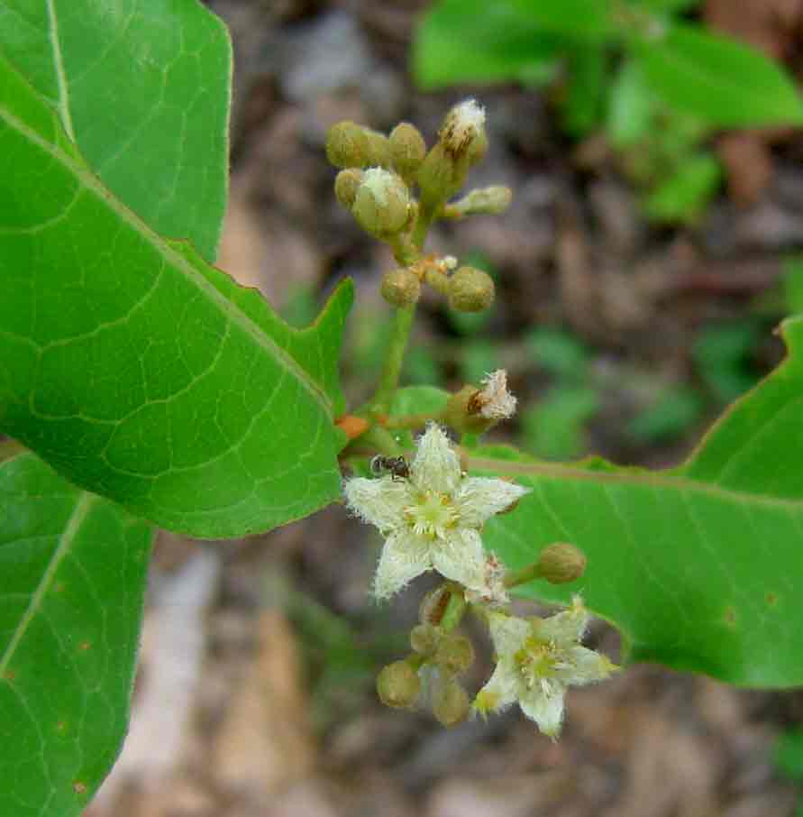 Psorospermum febrifugum