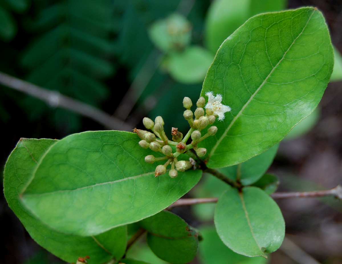 Psorospermum febrifugum