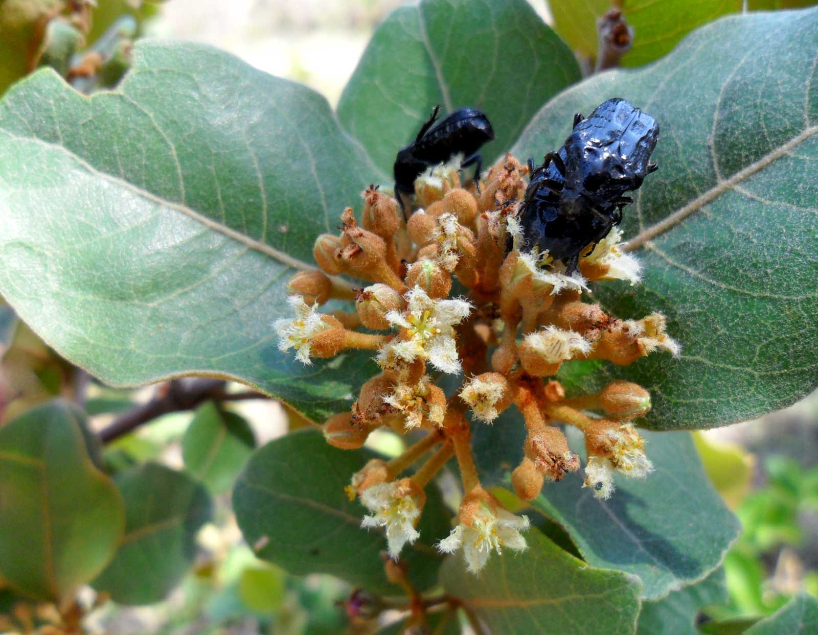 Psorospermum febrifugum