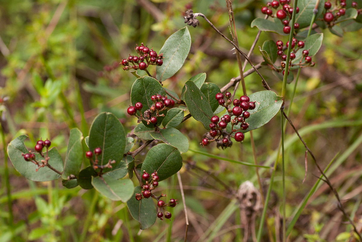 Psorospermum febrifugum