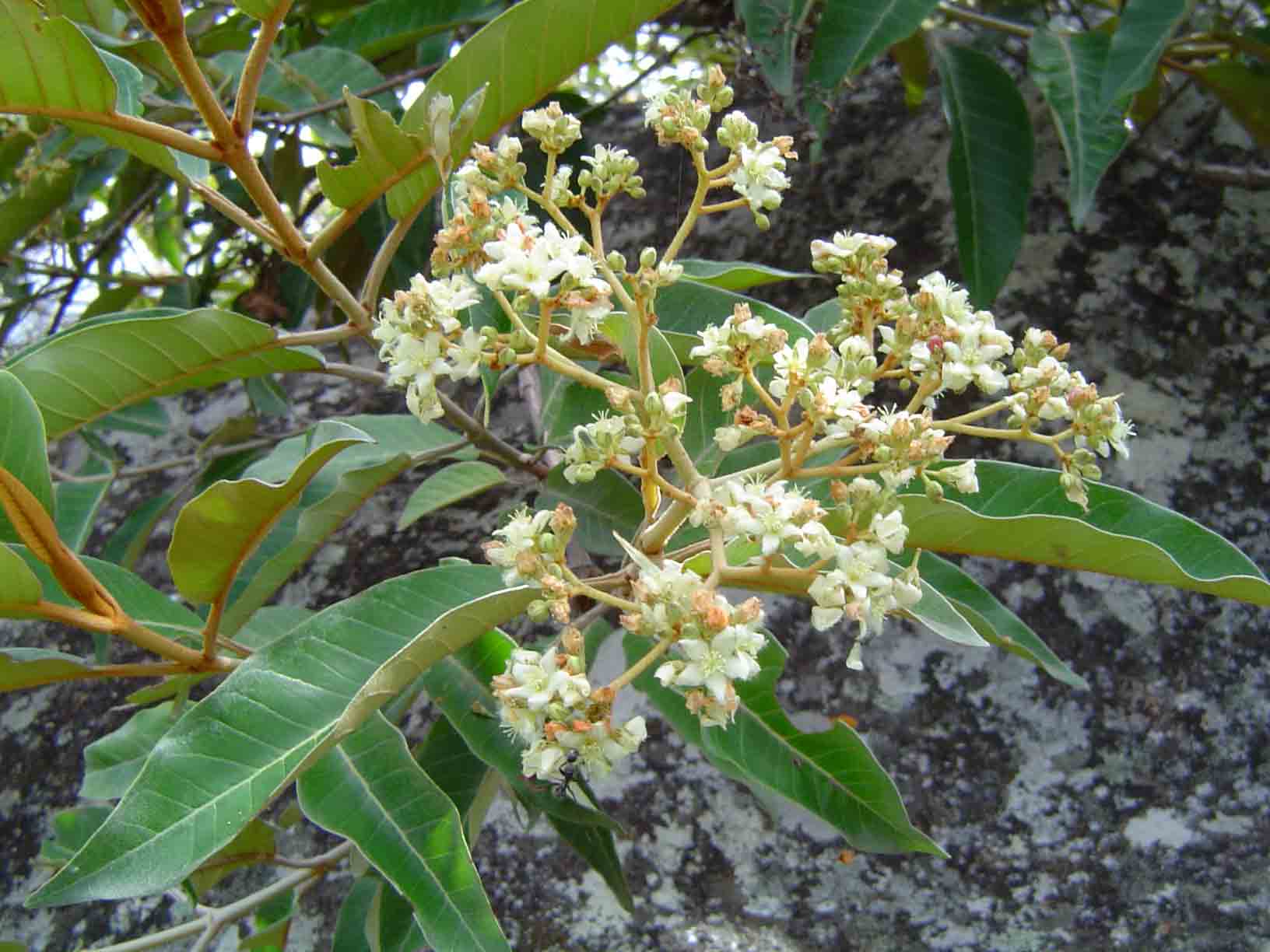 Harungana madagascariensis