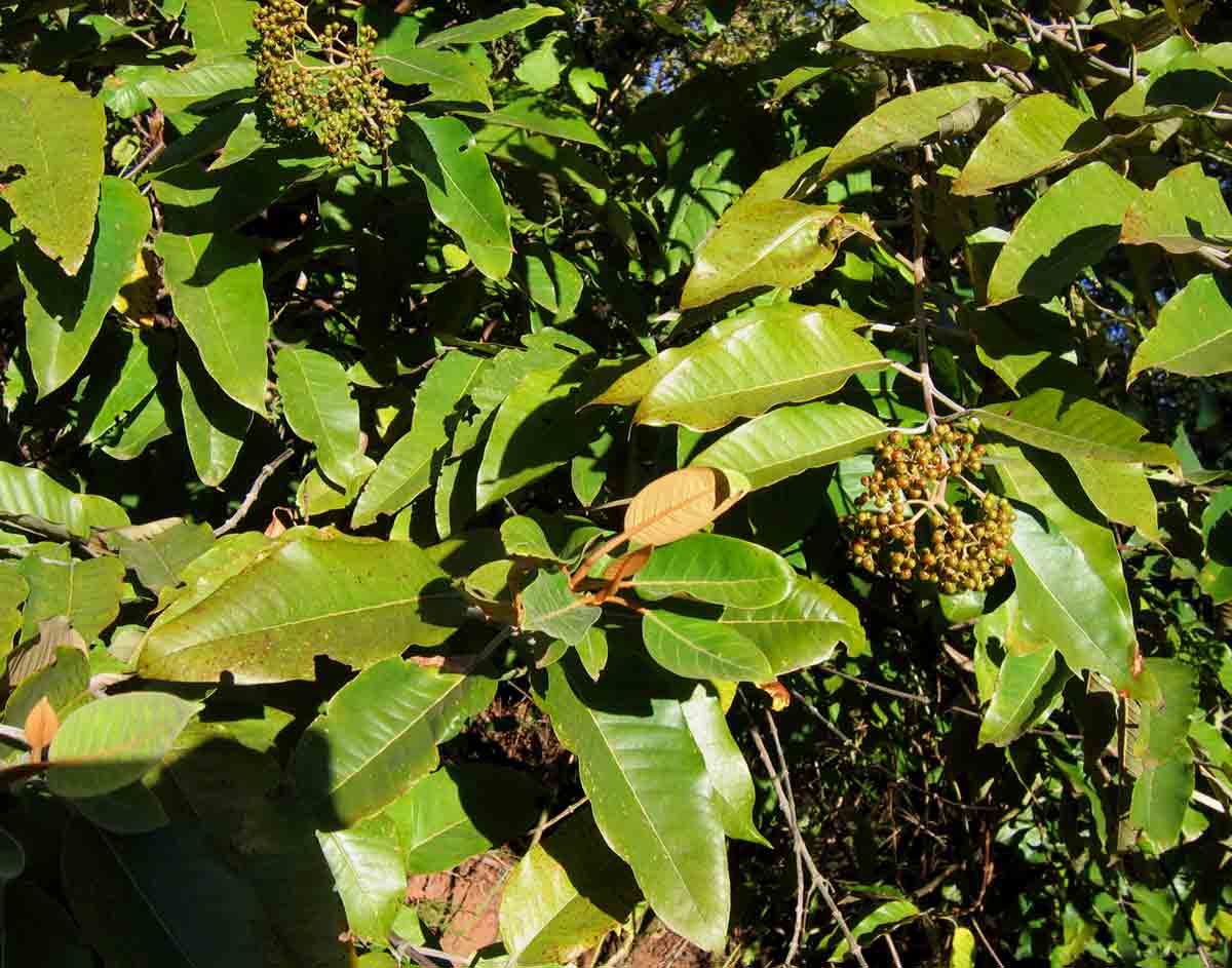 Harungana madagascariensis