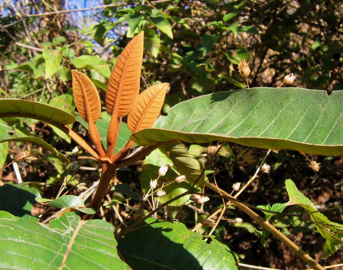 Harungana madagascariensis