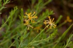 Gnidia involucrata