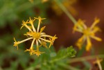 Gnidia involucrata