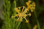 Gnidia involucrata