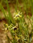 Gnidia involucrata