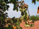 Syzygium guineense subsp. macrocarpum