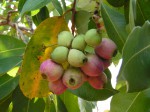 Syzygium guineense subsp. macrocarpum