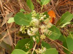 Syzygium guineense subsp. macrocarpum