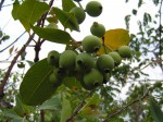 Syzygium guineense subsp. macrocarpum