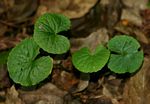 Centella asiatica