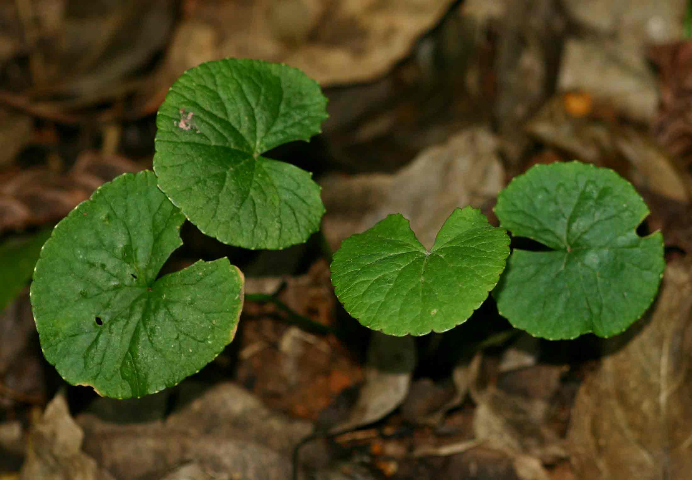 Centella asiatica