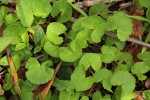 Centella asiatica