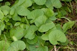 Centella asiatica